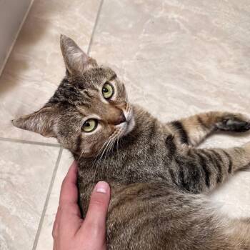 BB King -  Domestic Short Hair Cat for Adoption in Gibsonia, Pennsylvania - BB King | PetCurious