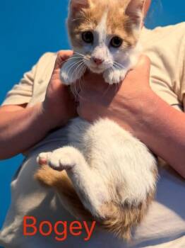 Bogey -  Domestic Medium Hair Cat for Adoption in Grand Rapids, Michigan - Bogey | PetCurious