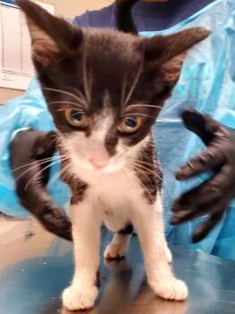 Sparkling -  Domestic Short Hair Cat for Adoption in Fairfax, Virginia - Sparkling | PetCurious