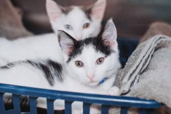 93226A Grits -  Domestic Short Hair Cat for Adoption in North Charleston, South Carolina - 93226A Grits | PetCurious