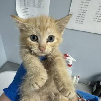 Kalmia -  Domestic Short Hair Cat for Adoption in Indianapolis, Indiana - Kalmia | PetCurious