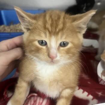 Hammerhead (Grey Collar) -  Domestic Short Hair Cat for Adoption in Idaho Falls, Idaho - Hammerhead (Grey Collar) | PetCurious