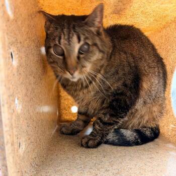 Eazy -  Domestic Short Hair Cat for Adoption in Philadelphia, Pennsylvania - Eazy | PetCurious
