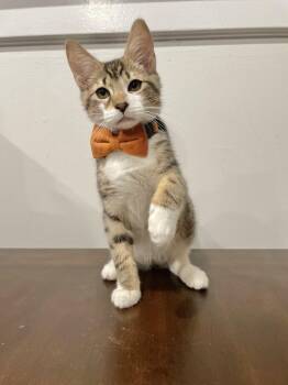 Mango -  Domestic Short Hair Cat for Adoption - Mango | PetCurious
