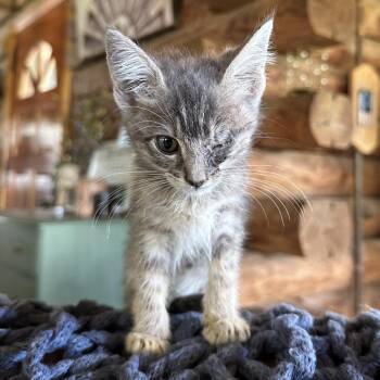 Bug -  Domestic Short Hair Cat for Adoption in Hackett, Arkansas - Bug | PetCurious