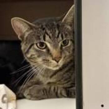 Lucas -  Domestic Short Hair Cat for Adoption in Hilliard, Ohio - Lucas | PetCurious