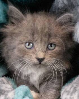 Domestic Medium Hair Cats Available for Adoption in Kennesaw, Georgia - Carole | PetCurious
