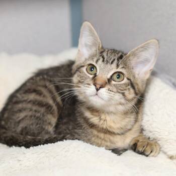 Domestic Short Hair Cats Available for Adoption - Catfish | PetCurious