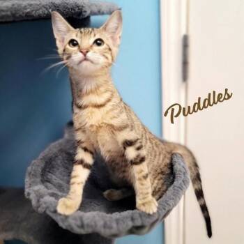 Puddles #brother-of-Zeus -  Tabby Cat for Adoption in Houston, Texas - Puddles #brother-of-Zeus | PetCurious
