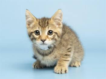 Domestic Short Hair Cats Available for Adoption in Phoenix, Arizona - TIGER | PetCurious