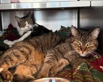 American Bobtail Cats Available for Adoption in Los Angeles, California - Mitch | PetCurious
