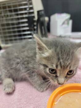 Nutmeg -  Domestic Short Hair Cat for Adoption in Harbor Springs, Michigan - Nutmeg | PetCurious