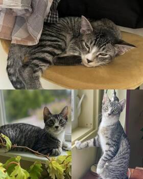 COOKIE -  Domestic Short Hair Cat for Adoption in Kent, Washington - COOKIE | PetCurious