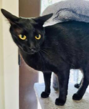 Sheba -  Burmese and American Shorthair Cat for Adoption in Bertram, Texas - Sheba | PetCurious