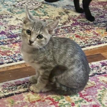 Rescue Domestic Short Hair Cats for Adoption in Richmond, Virginia - Corbett | PetCurious