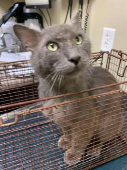 Domestic Short Hair Cats Available for Adoption in Corpus Christi, Texas - BOB | PetCurious