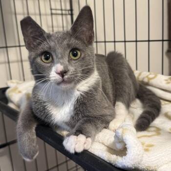 Rescue Domestic Short Hair Cats for Adoption in Los Angeles, California - Gary | PetCurious