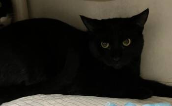 GREG -  Domestic Short Hair Cat for Adoption in Boston, Massachusetts - GREG | PetCurious