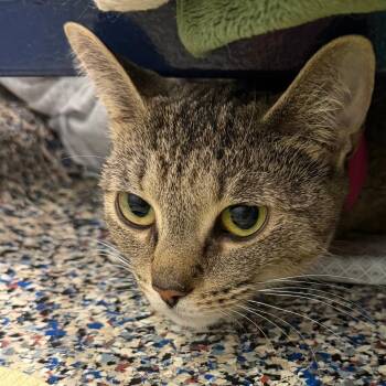 Belle -  Domestic Short Hair Cat for Adoption in Fairport, New York - Belle | PetCurious