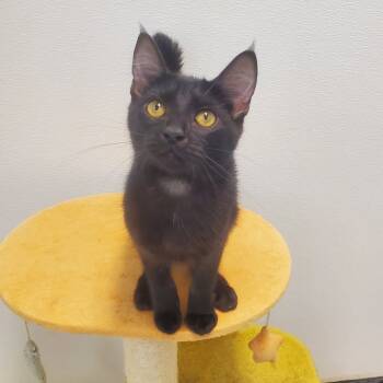 Rescue Domestic Short Hair Cats for Adoption in Decherd, Tennessee - Octavia Butler | PetCurious