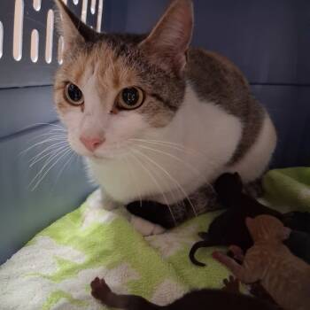 Rescue Domestic Short Hair Cats for Adoption in Des Moines, Iowa - Francine | PetCurious