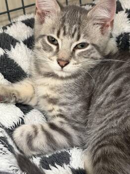 BENNY -  Tabby Cat for Adoption in Smithtown, New York - BENNY | PetCurious