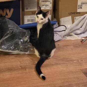 Paladin -  Domestic Short Hair Cat for Adoption in Grantsville, Utah - Paladin | PetCurious