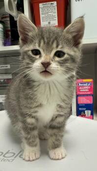 Domestic Short Hair Cats Available for Adoption in St. Cloud, Minnesota - Ziggy | PetCurious