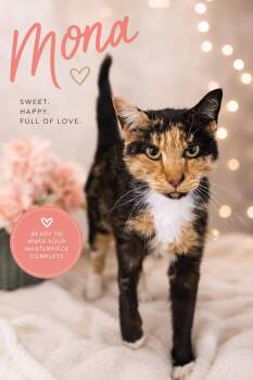 Calico and Tuxedo Cats Available for Adoption in Greenville, Delaware - Mona (FCID# 05/11/2026 - 27 Trainer) | PetCurious