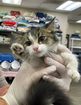 Rescue Domestic Medium Hair and Domestic Short Hair Cats for Adoption in Houston, Texas - Sheeba | PetCurious