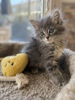 Tabby and Domestic Long Hair Cats Available for Adoption in Ocala, Florida - Meenie | PetCurious