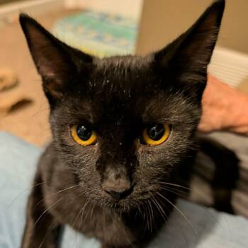 Night Fury -  Domestic Short Hair Cat for Adoption in Memphis, Tennessee - Night Fury | PetCurious