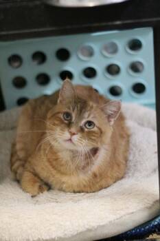 Kal -  Domestic Long Hair Cat for Adoption in Cromwell, Kentucky - Kal | PetCurious