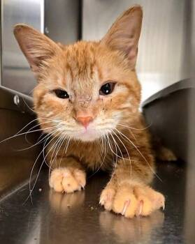 Darvish -  Domestic Short Hair Cat for Adoption in Vancouver, Washington - Darvish | PetCurious