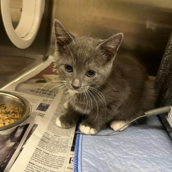 Troy Bolton -  Domestic Short Hair Cat for Adoption in Winston-salem, North Carolina - Troy Bolton | PetCurious