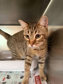 Domestic Short Hair Cats Available for Adoption in Zimmerman, Minnesota - Skylar | PetCurious