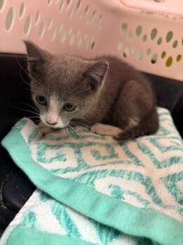 Action Pak -  Domestic Short Hair Cat for Adoption in Atlanta, Georgia - Action Pak | PetCurious
