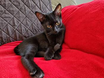 JAN -  Domestic Short Hair Cat for Adoption in Chicago Ridge, Illinois - JAN | PetCurious
