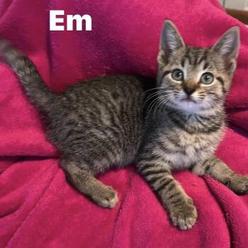 Em -  Domestic Short Hair Cat for Adoption in Murfreesboro, Tennessee - Em | PetCurious