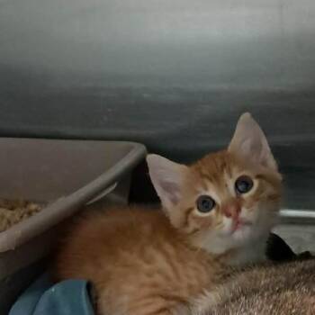 Chauncey -  Domestic Short Hair Cat for Adoption in Valley, Alabama - Chauncey | PetCurious