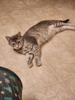 Rescue Domestic Short Hair Cats for Adoption in St. Cloud, Minnesota - Christina Aka Cady | PetCurious