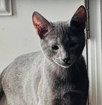 Domestic Short Hair Cats Available for Adoption - Smokey | PetCurious