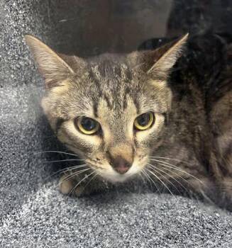 Domestic Short Hair Cats Available for Adoption - Frida Catio | PetCurious