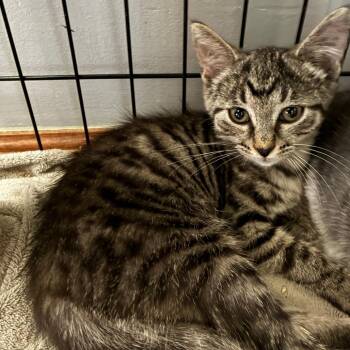 Catalina -  Domestic Short Hair Cat for Adoption in Carmel, Indiana - Catalina | PetCurious