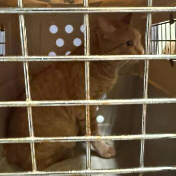 Sonny -  American Bobtail Cat for Adoption in Charlottesville, Virginia - Sonny | PetCurious