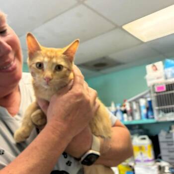 Peanut -  Domestic Short Hair Cat for Adoption in Madill, Oklahoma - Peanut | PetCurious