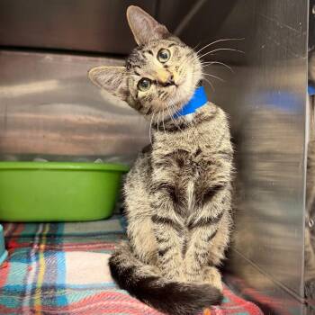 Knuckles -  Domestic Short Hair Cat for Adoption in Ardmore, Oklahoma - Knuckles | PetCurious