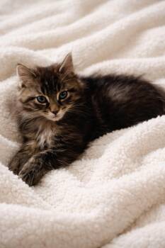 Domestic Medium Hair Cats Available for Adoption - Peppermint  | PetCurious