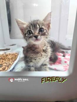 Firefly -  Domestic Short Hair Cat for Adoption in Council Bluffs, Iowa - Firefly | PetCurious