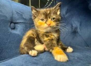 MISTY -  Domestic Short Hair Cat for Adoption in Charlotte, North Carolina - MISTY | PetCurious